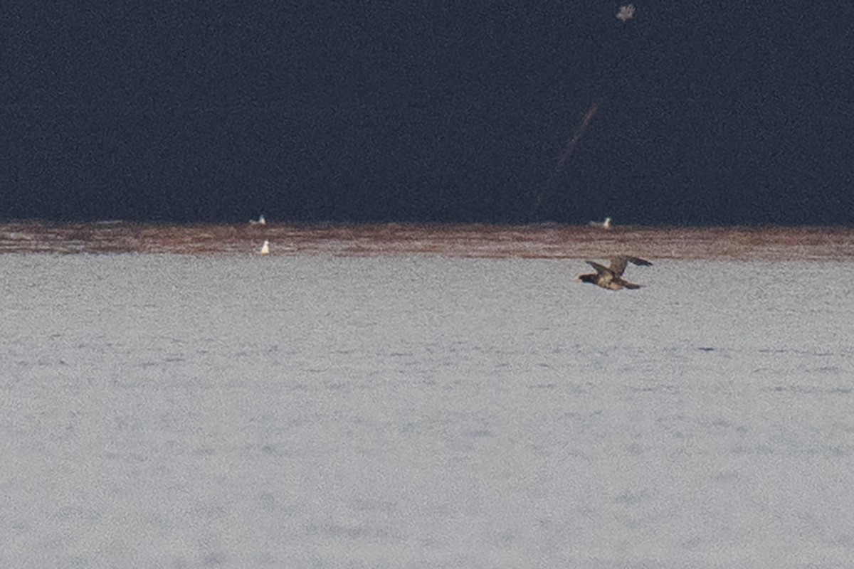Brown Booby - ML641647125