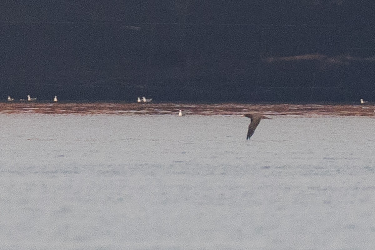 Brown Booby - ML641647126
