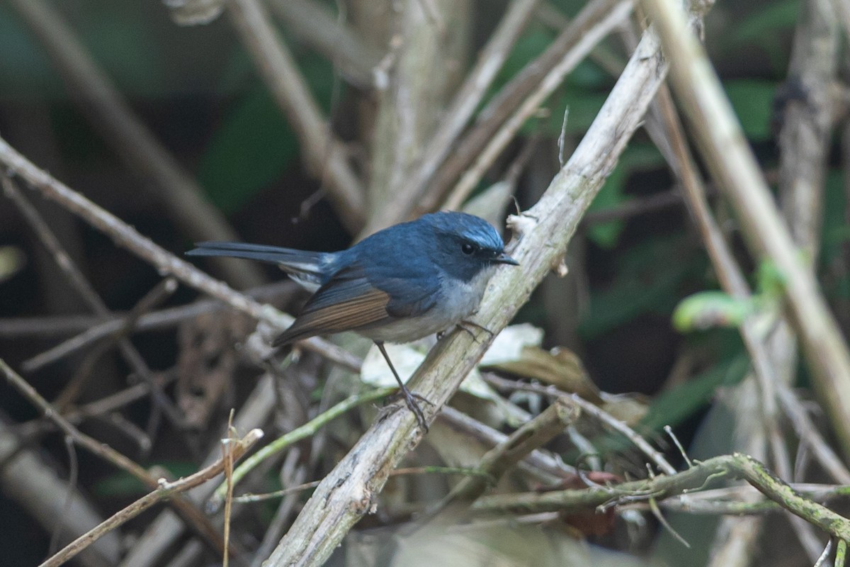 Slaty-blue Flycatcher - ML641647171