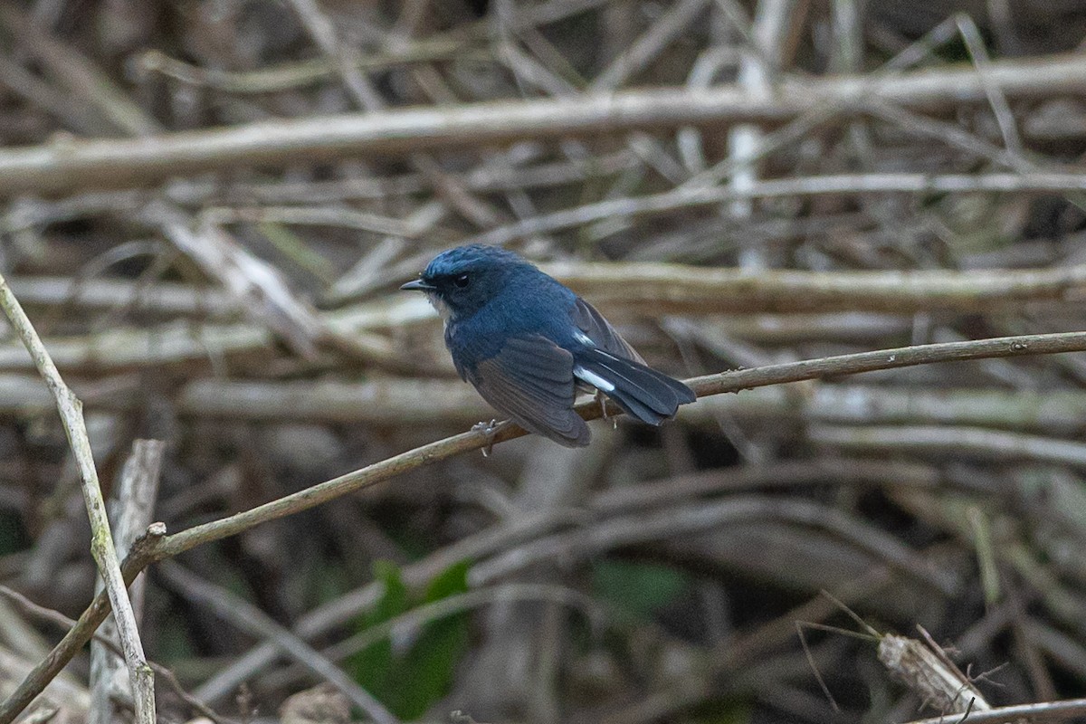 Slaty-blue Flycatcher - ML641647173