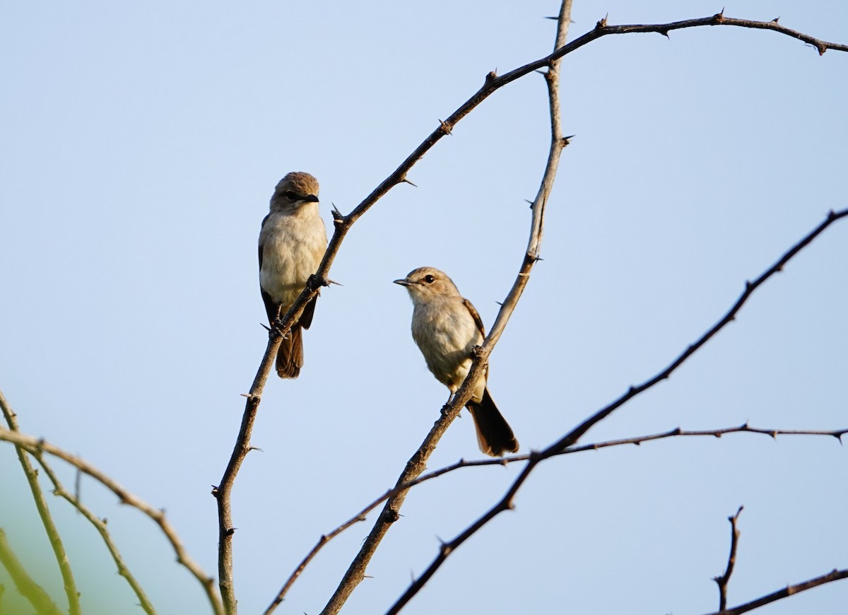 Pale Flycatcher - ML641647175