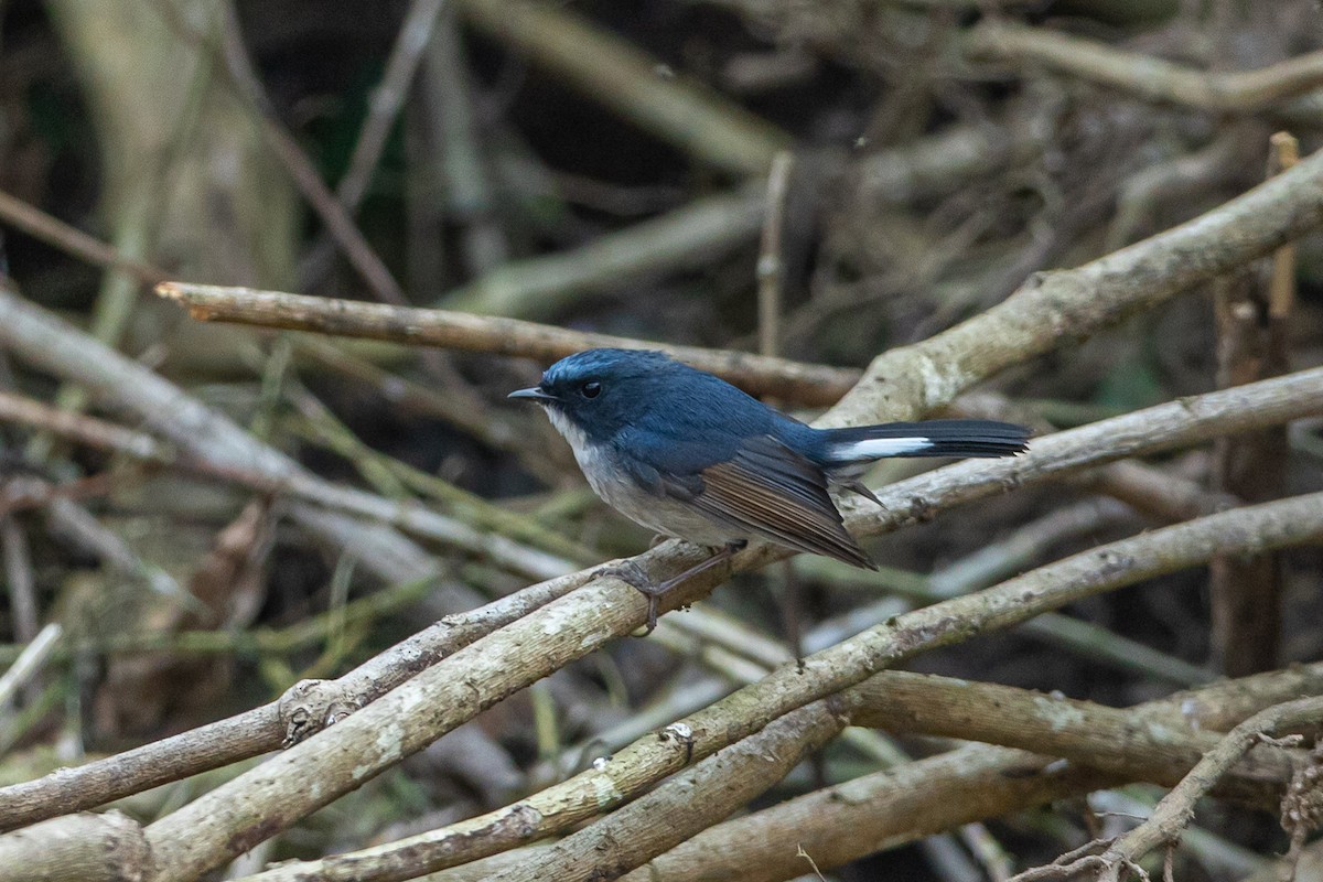 Slaty-blue Flycatcher - ML641647176