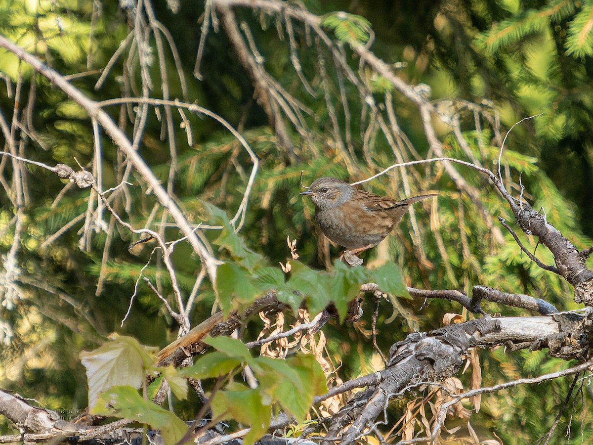 Passera scopaiola - ML641647181