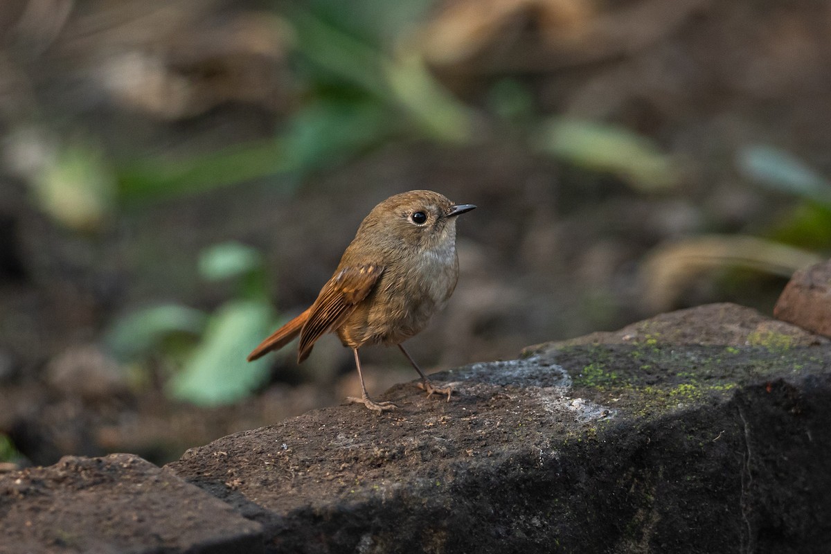 Slaty-blue Flycatcher - ML641647182