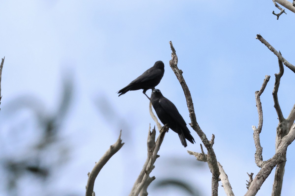 Torresian Crow - ML641647184