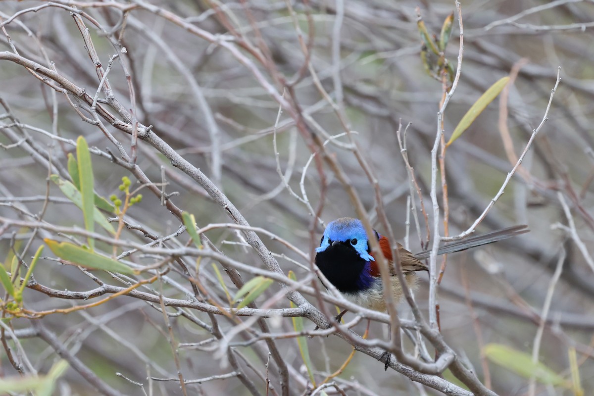 Purple-backed Fairywren - ML641647196