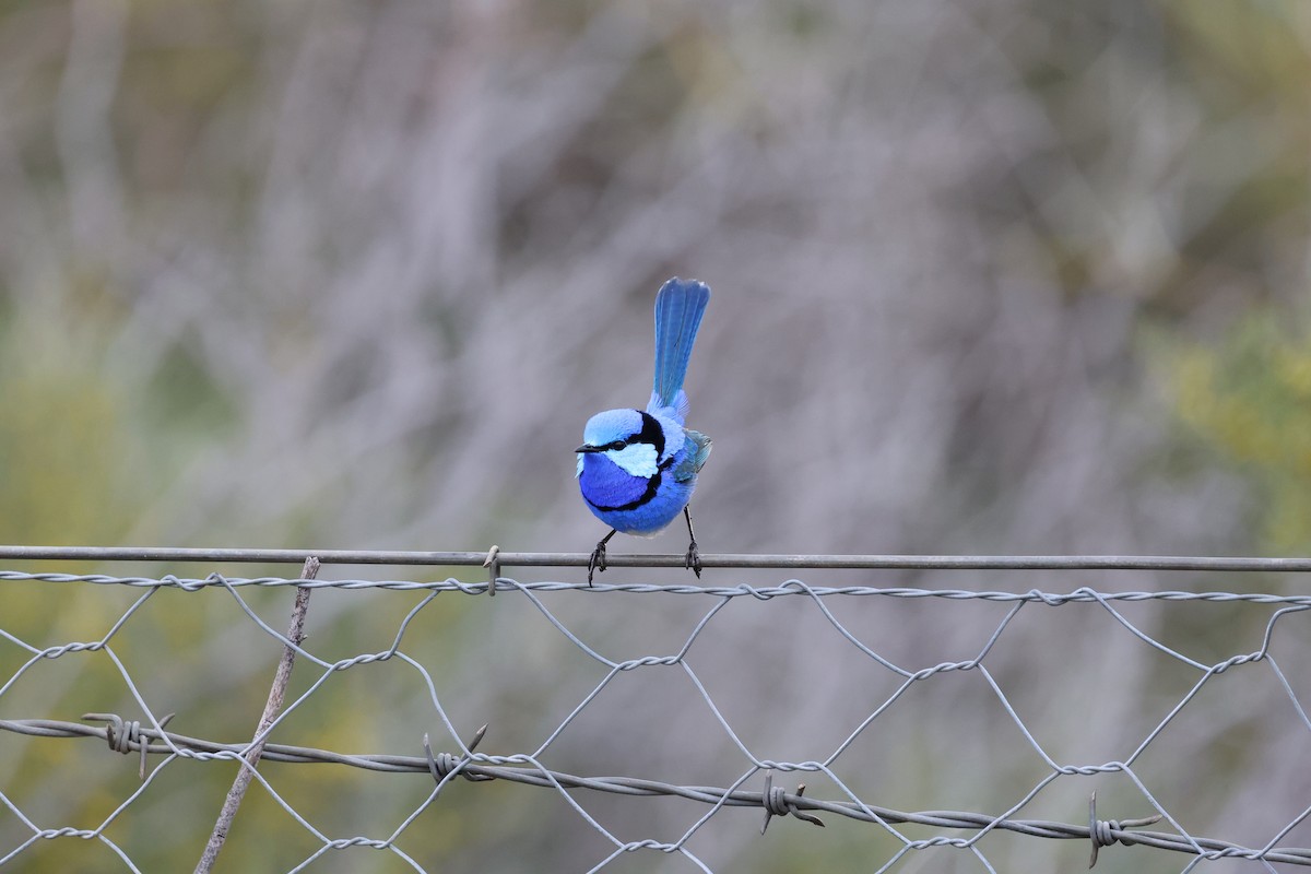 Splendid Fairywren - ML641647197