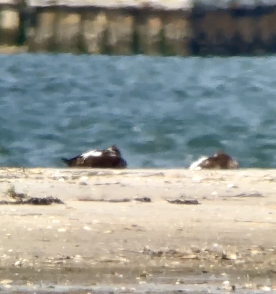 Common Eider - ML641647200