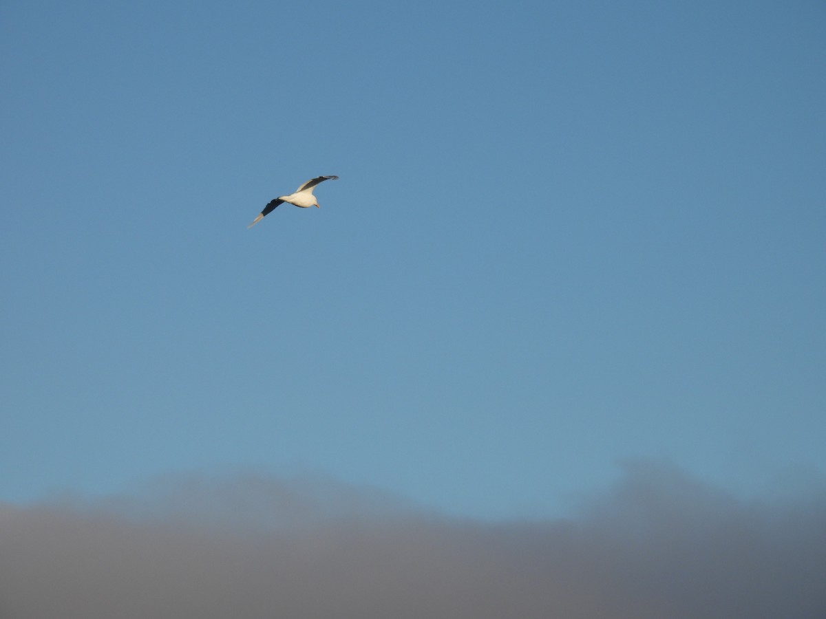 Glaucous Gull - ML641647205