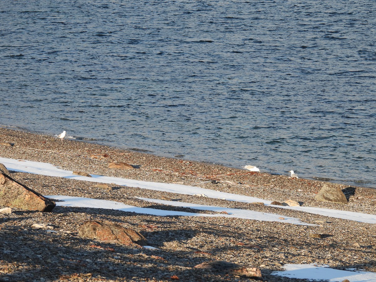 Glaucous Gull - ML641647206