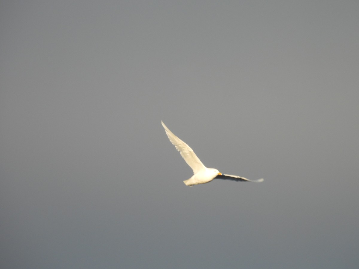 Glaucous Gull - ML641647207