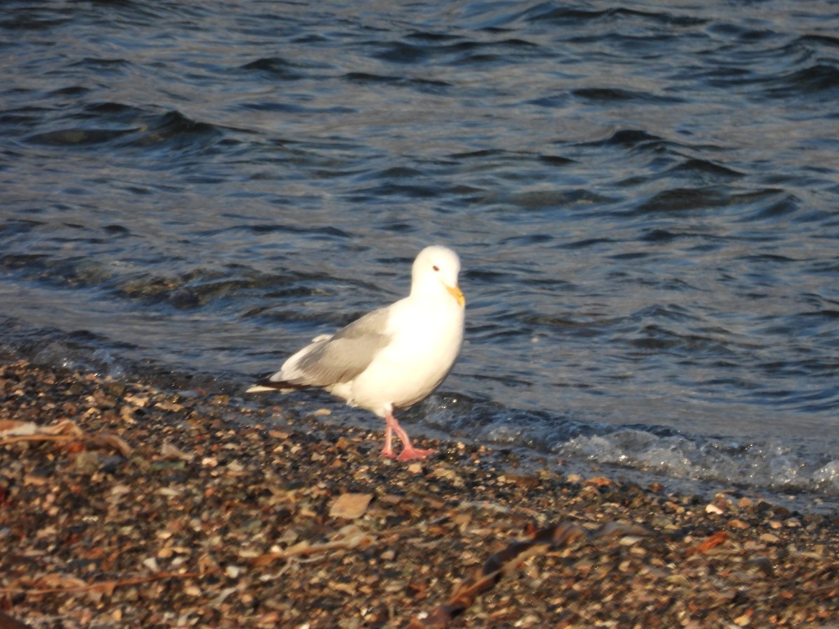 Glaucous Gull - ML641647208