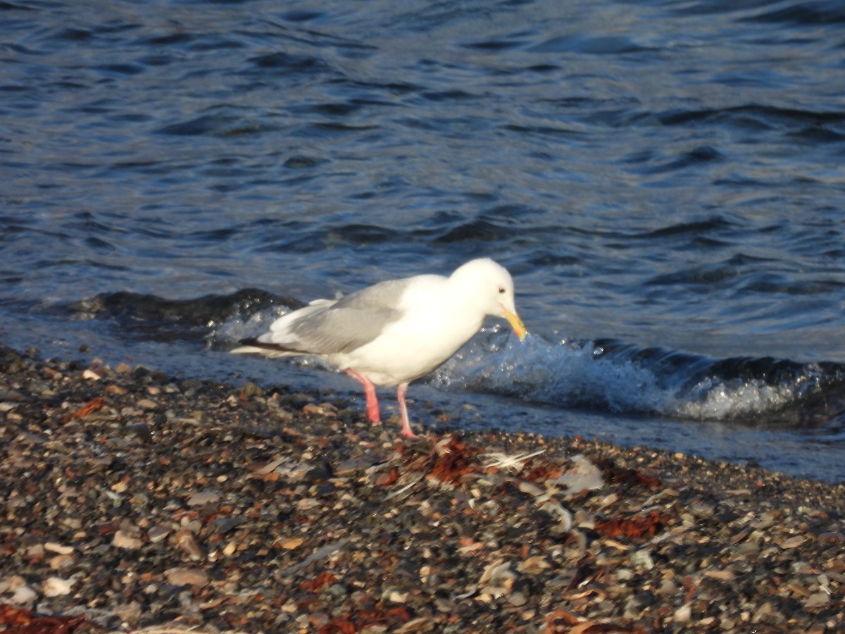 Glaucous Gull - ML641647209