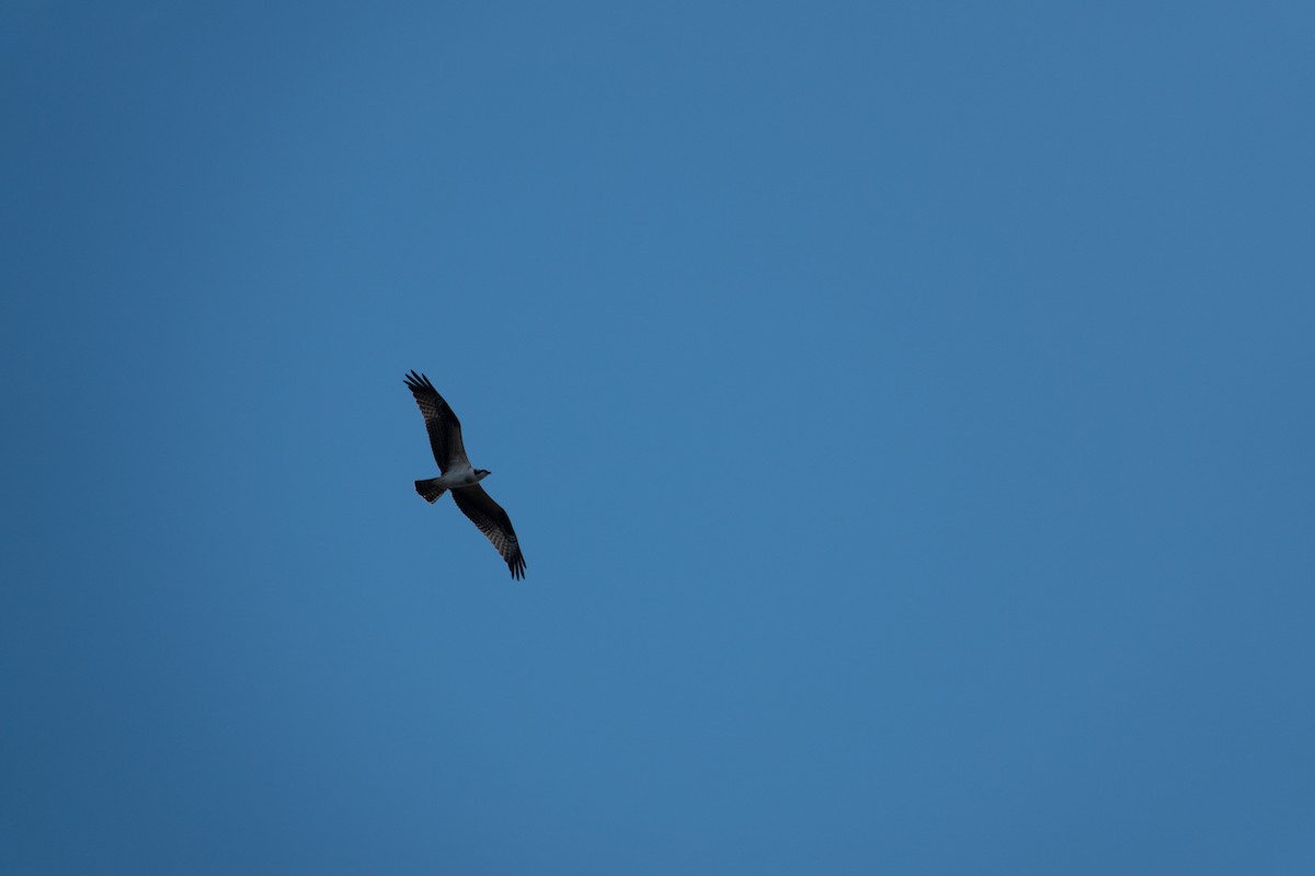 Osprey - ML641647211