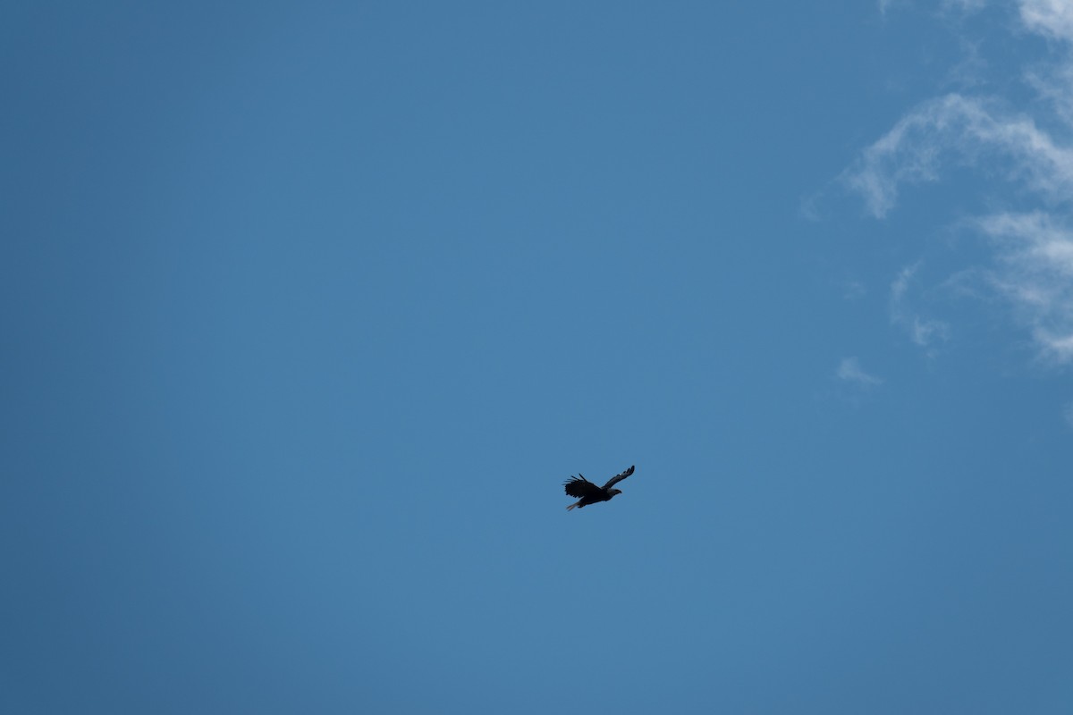 Bald Eagle - ML641647213