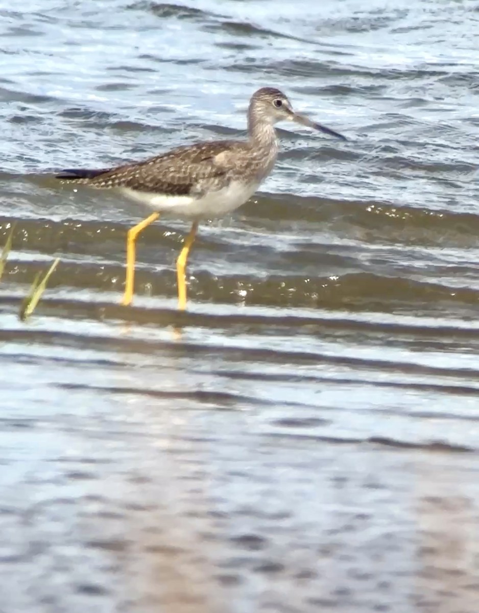 Greater Yellowlegs - ML641647217