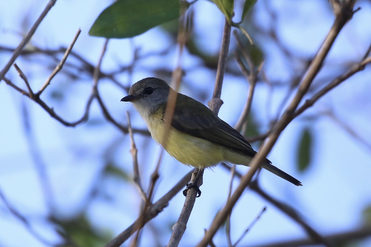 Limonenbauchschnäpper [flavigaster-Gruppe] - ML641647276