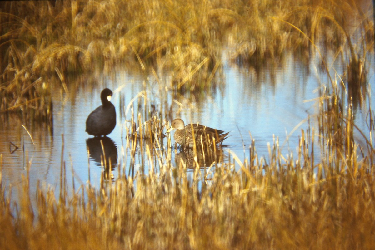 Yellow-billed Pintail - ML641647301