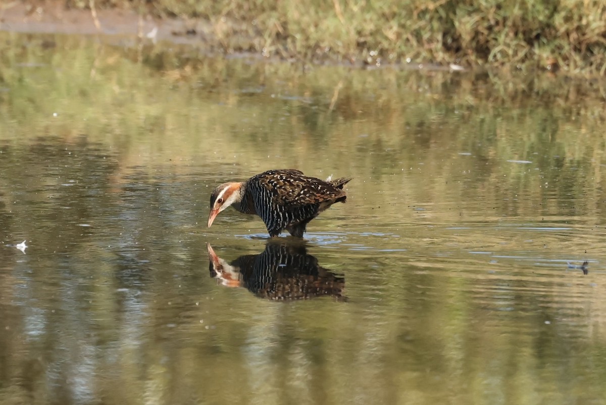 Buff-banded Rail - ML641647319