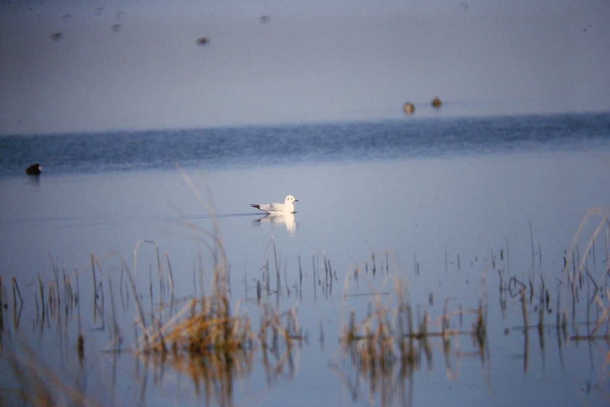 Andean Gull - ML641647329