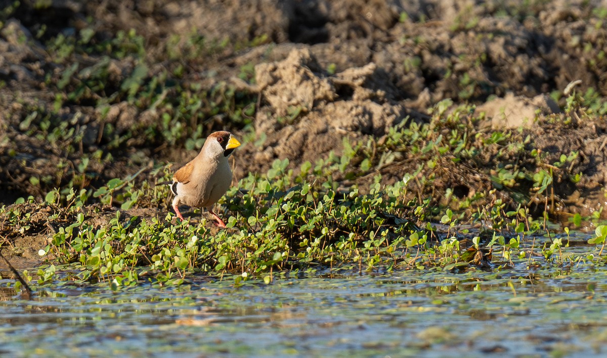 Masked Finch - ML641647365