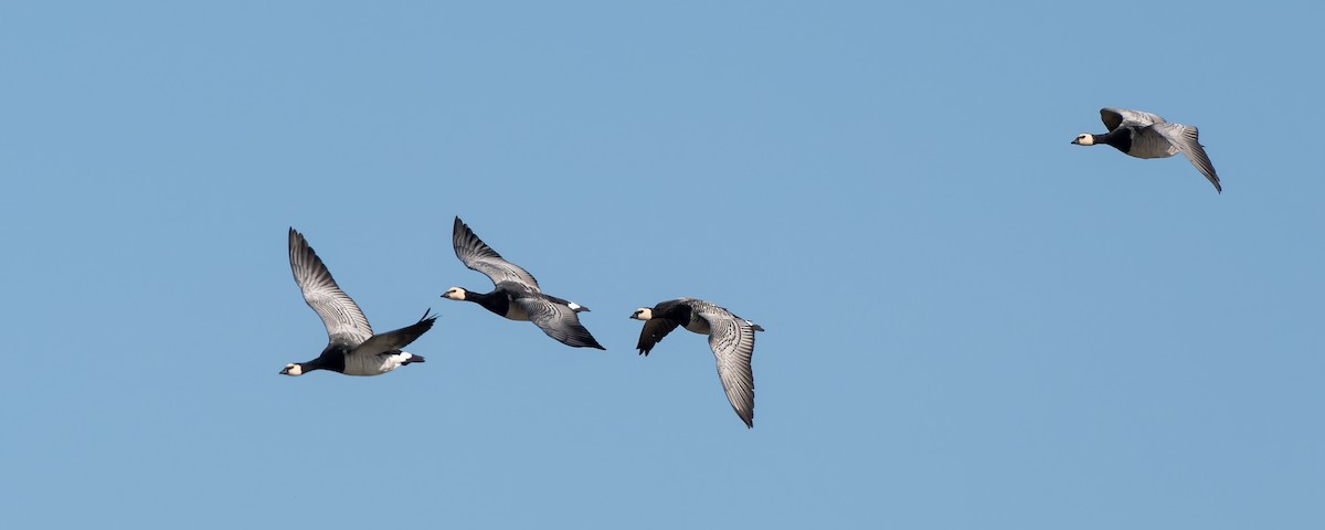 Barnacle Goose - ML641647368