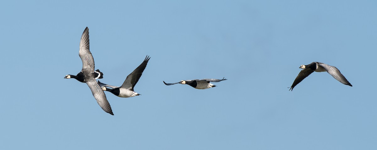 Barnacle Goose - ML641647369