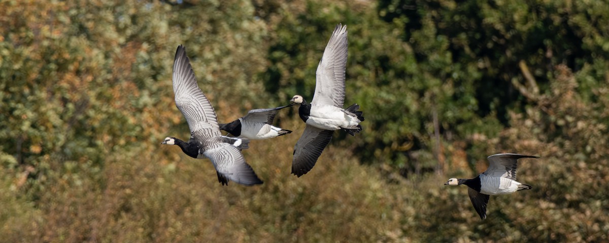 Barnacle Goose - ML641647373