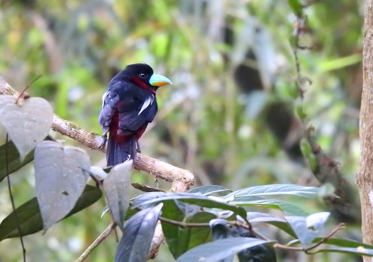 Black-and-red Broadbill - ML641647382