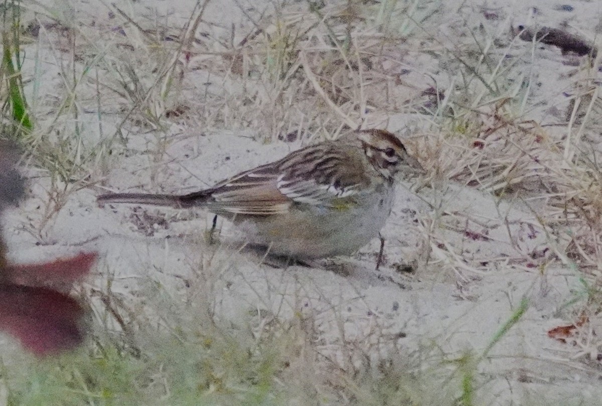 Lark Sparrow - ML641647386