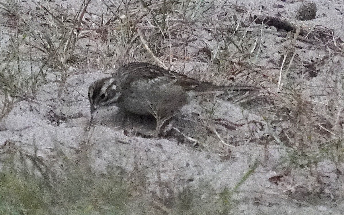 Lark Sparrow - ML641647387