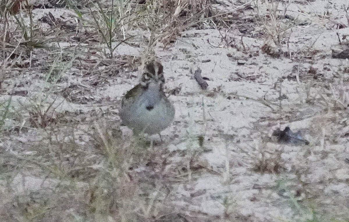Lark Sparrow - ML641647388