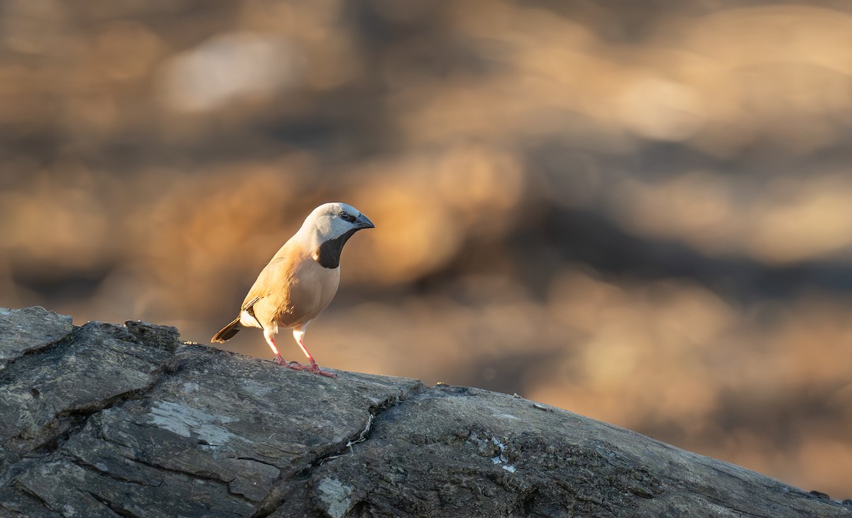 Black-throated Finch - ML641647393