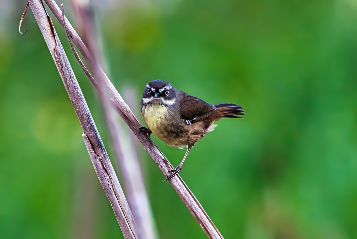 White-browed Scrubwren (White-browed) - ML641647397