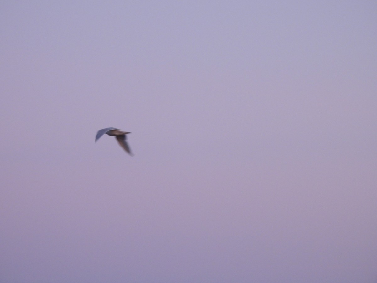 Glaucous Gull - ML641647406