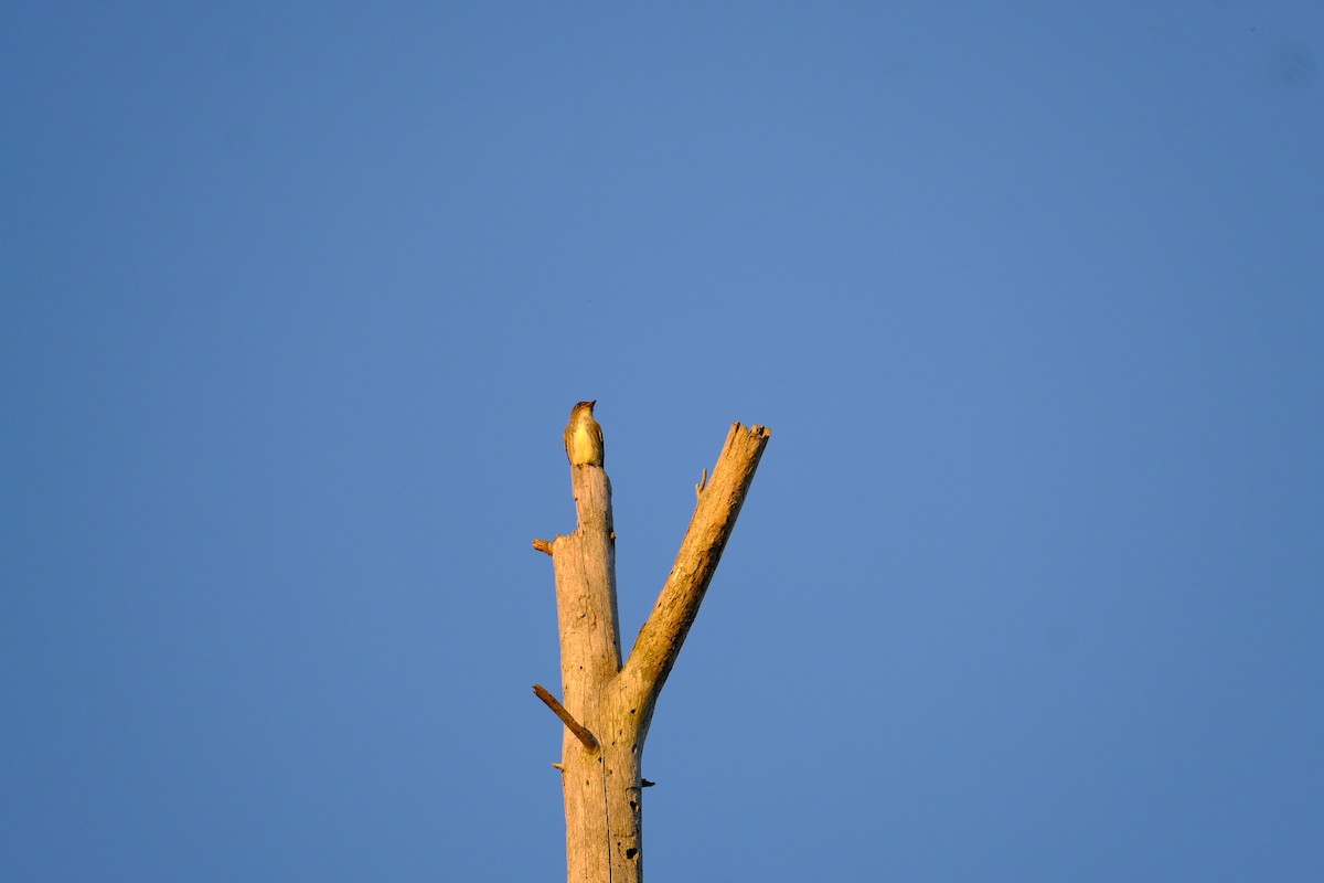 Olive-sided Flycatcher - ML641647407