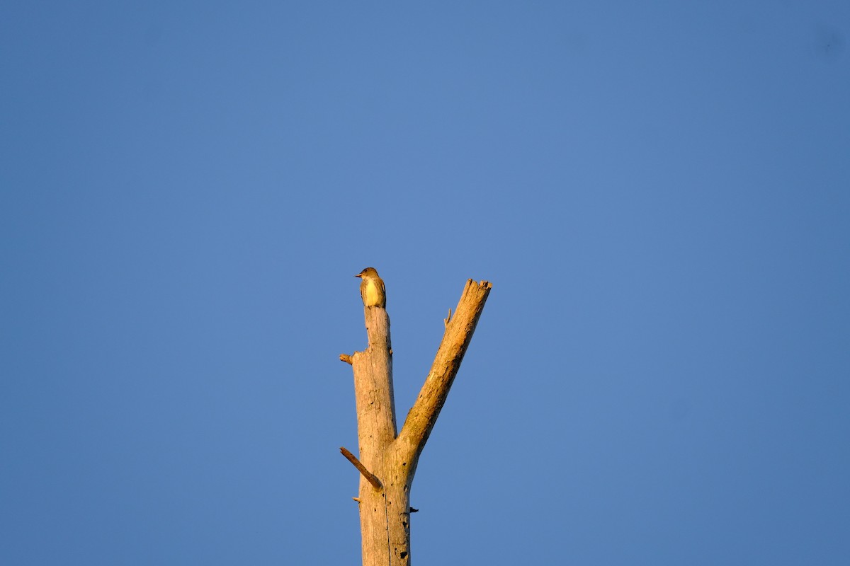 Olive-sided Flycatcher - ML641647408