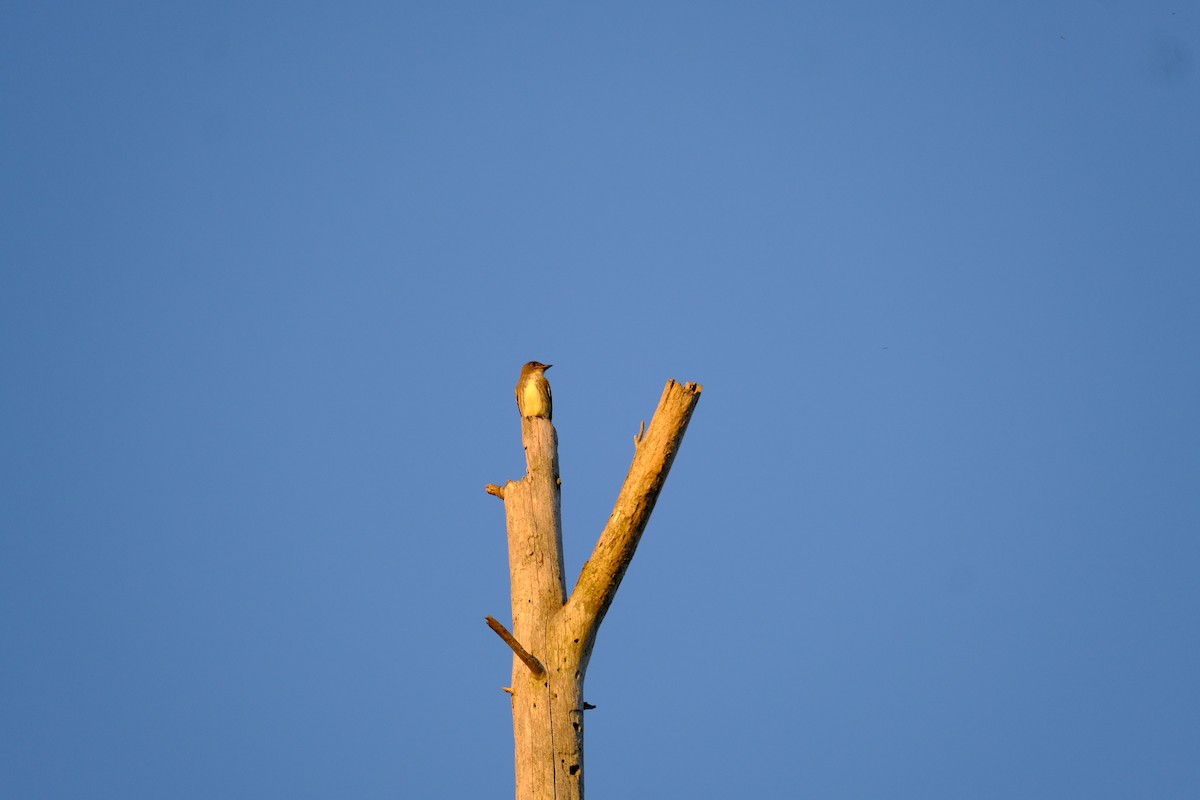 Olive-sided Flycatcher - ML641647409