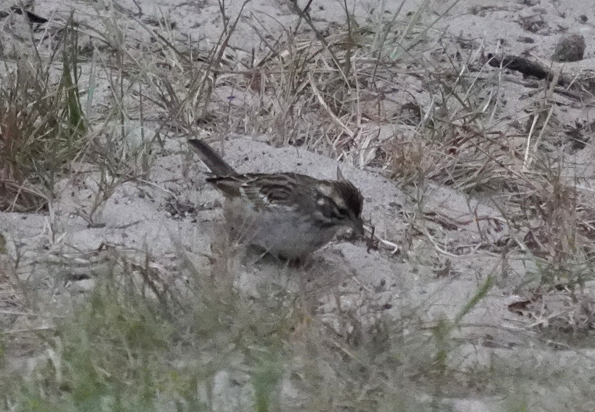 Lark Sparrow - ML641647420