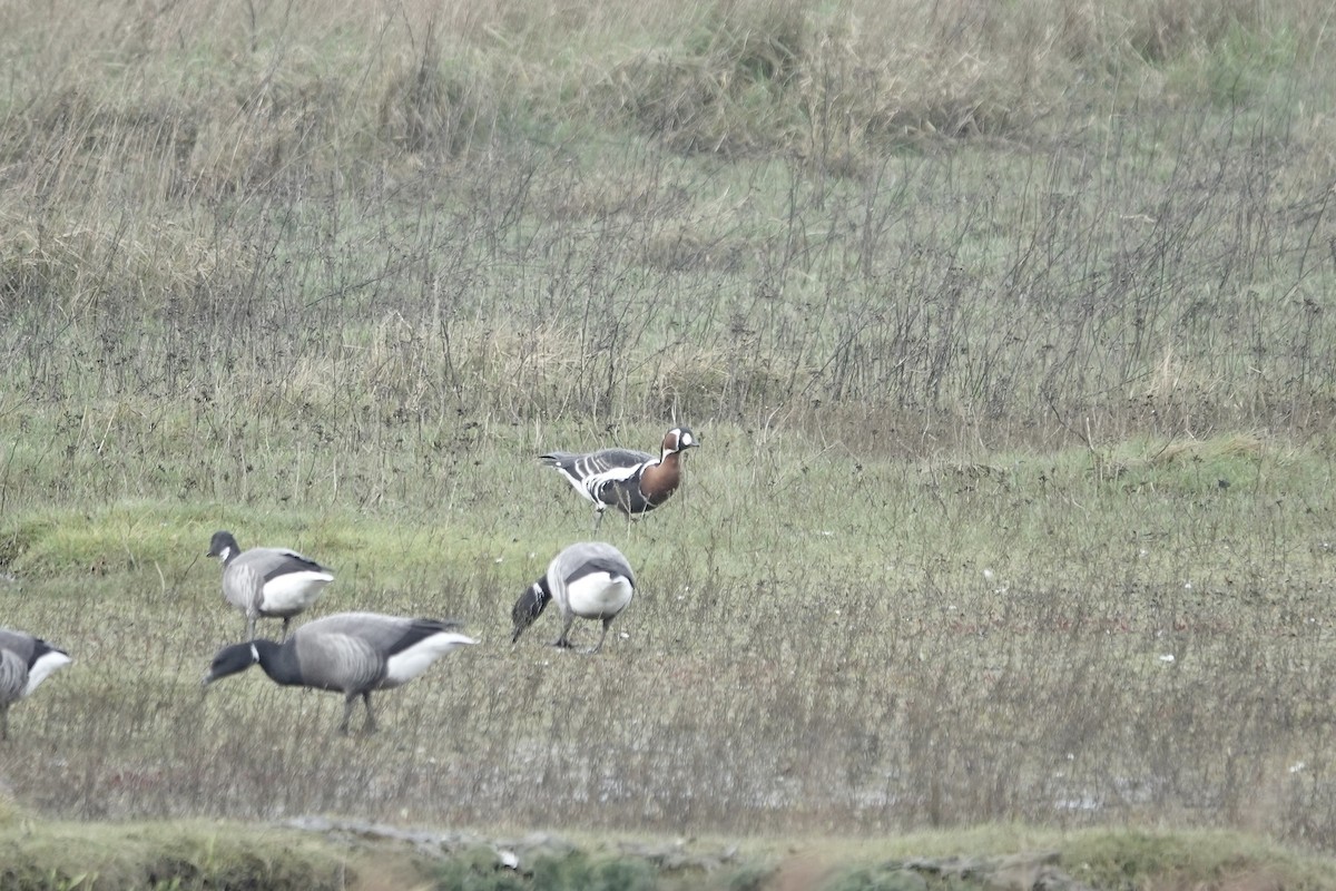 Red-breasted Goose - ML641647441