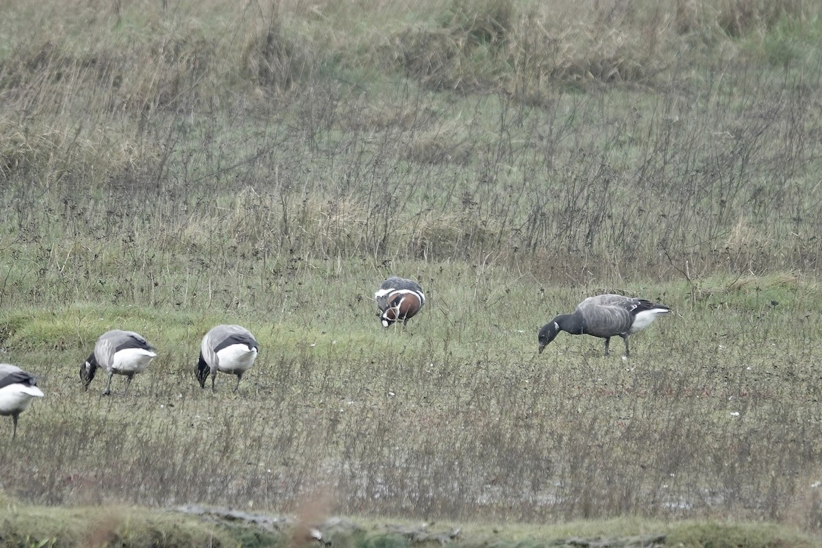 Red-breasted Goose - ML641647443