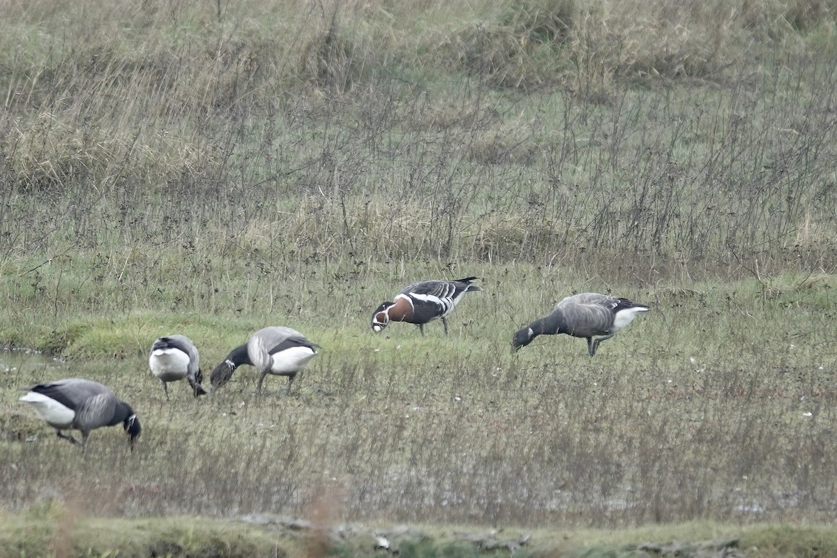 Red-breasted Goose - ML641647444