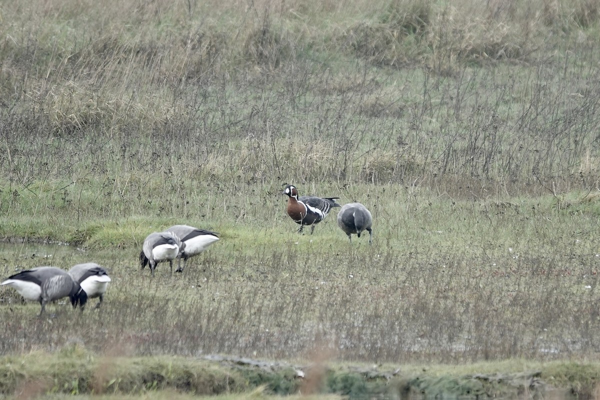 Red-breasted Goose - ML641647445
