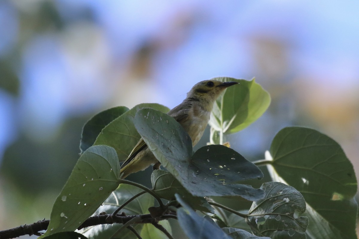 Yellow-tinted Honeyeater - ML641647446