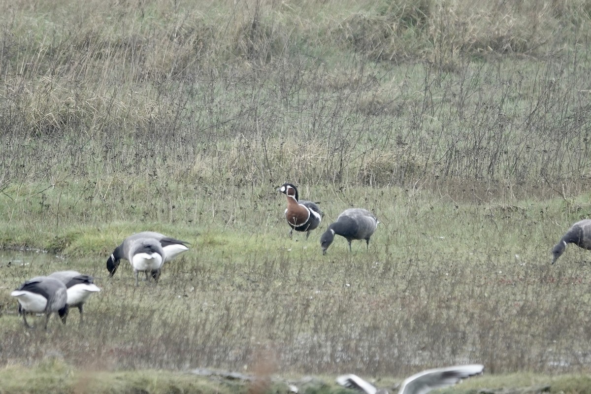 Red-breasted Goose - ML641647447