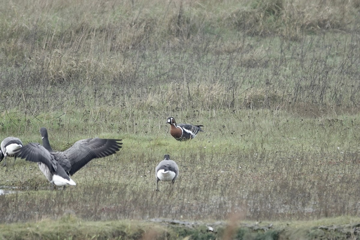 Red-breasted Goose - ML641647451