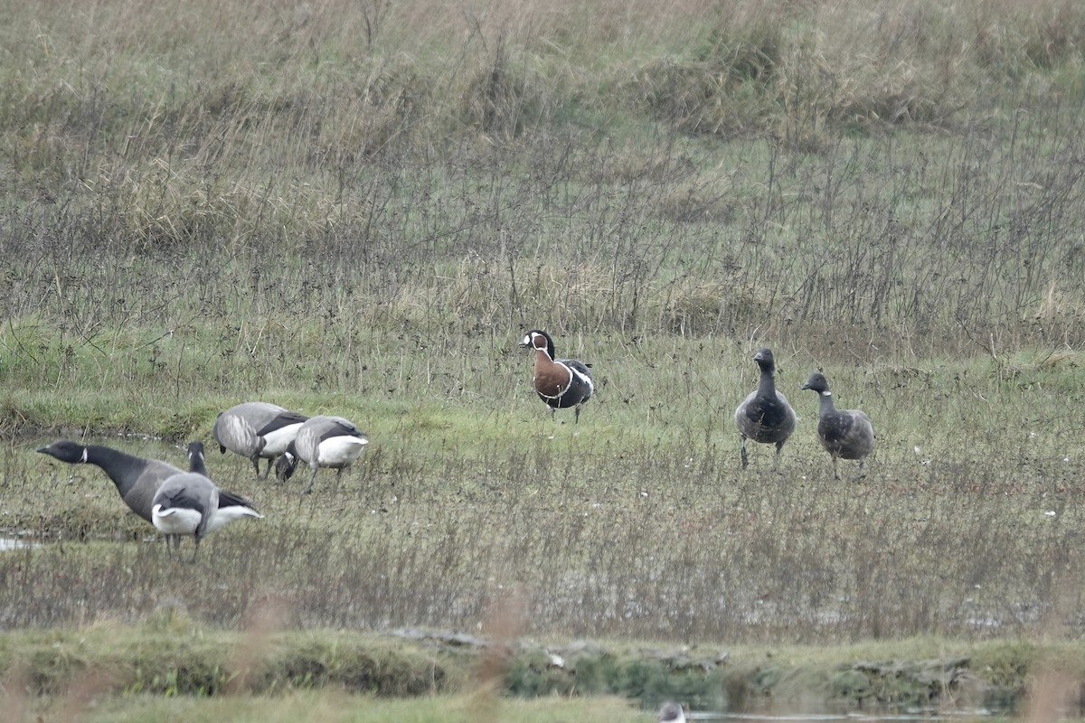 Red-breasted Goose - ML641647463