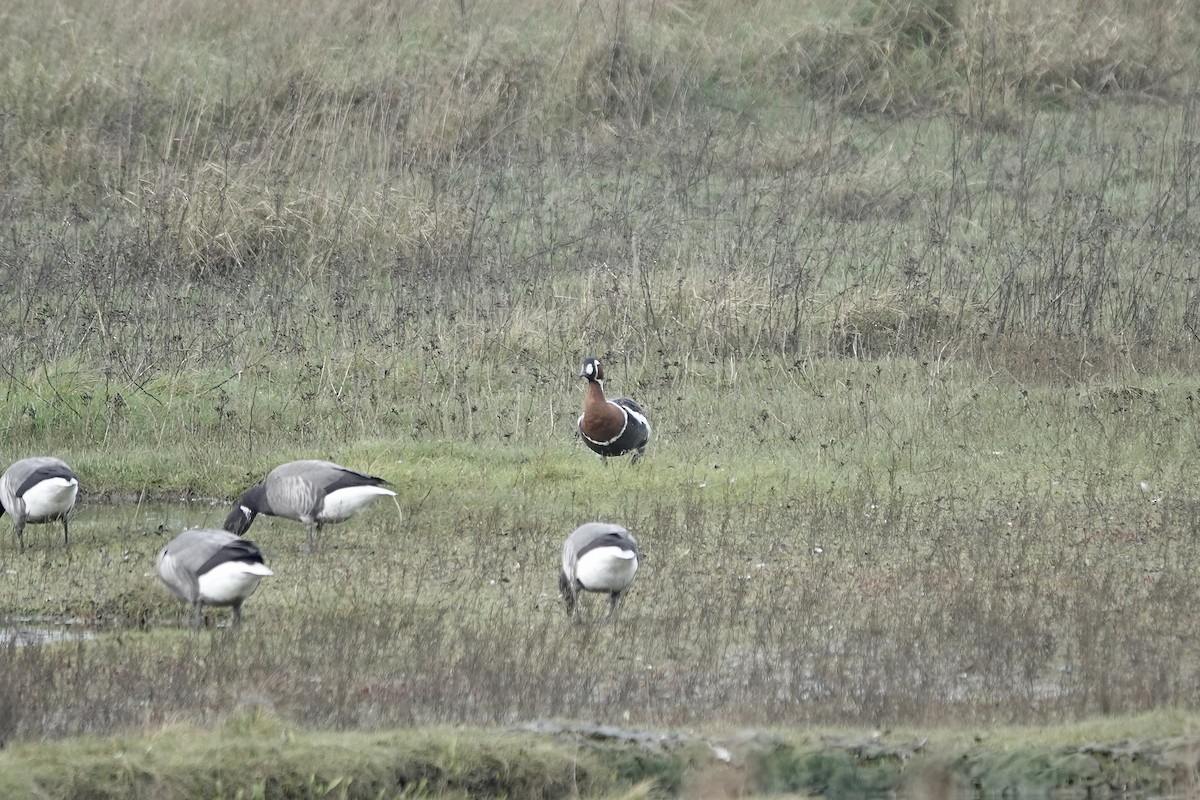Red-breasted Goose - ML641647465