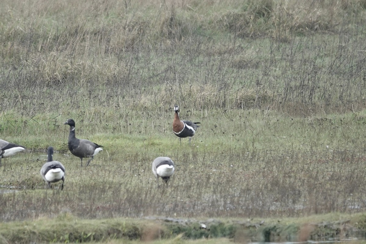 Red-breasted Goose - ML641647466