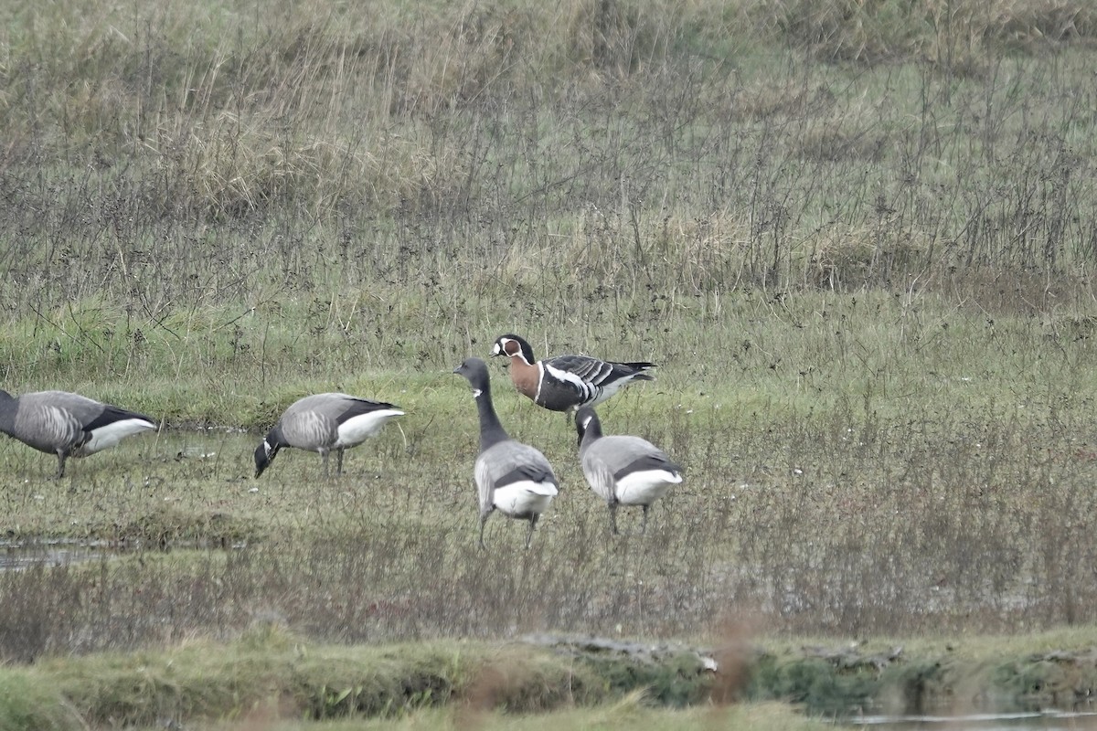 Red-breasted Goose - ML641647467